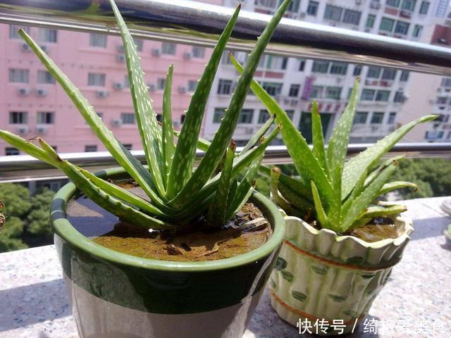 香草|这3种花“病菌”,家里放几盆,老人小孩不易生病,聪明人养很多