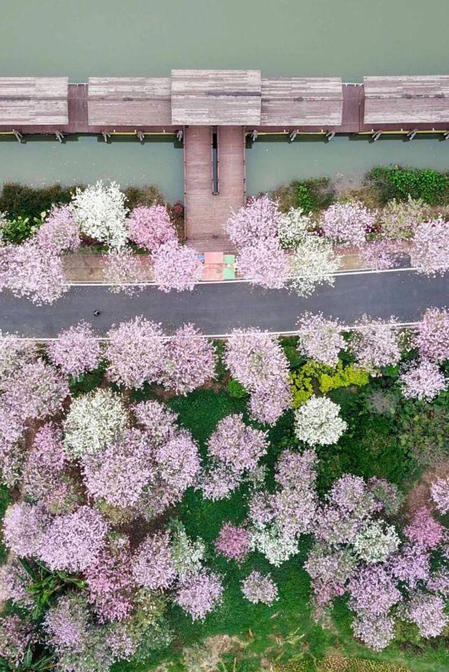 美哭啦！海珠湿地一河两岸花千树