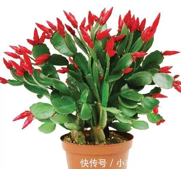 秋养花，就养这四种，大气优雅不久就开花