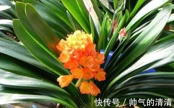 新芽|如何养殖君子兰,侧芽蹭蹭往外冒施肥用它们,盆栽新芽窜不停