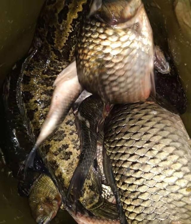 饵料|夏天大板鲫都藏在这些地方,方法用对就可以钓到