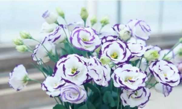 养花试试这几款,花型独特可爱像从画中走出来一样