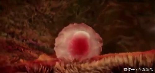 dh怀孕前3个月，胎宝宝都在干什么？原来着床后这么忙，孕妈要了解