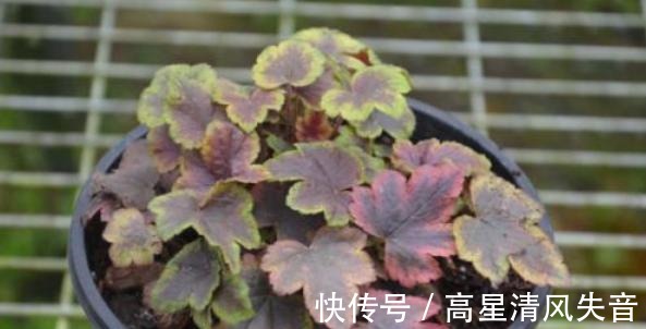 冬天养花是个大挑战,选择这一种耐寒花,会更好养护一些!