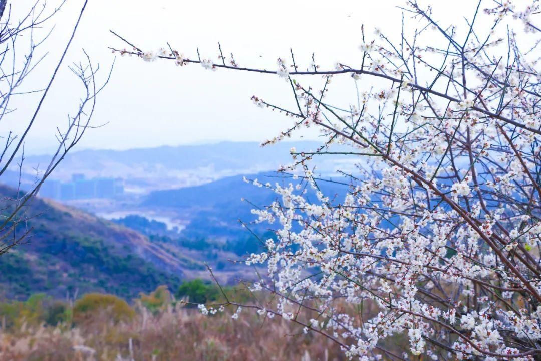 湖北人|春节，韶关人的赏花地图