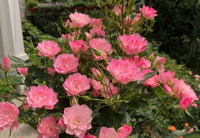 此盆栽花期超长,全年开花,花香沁人心扉,开花娇艳惹人爱