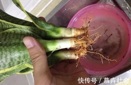 支撑架|3种花养不好“别放弃”,直接扔水里,10天就生根,比绿萝还好养