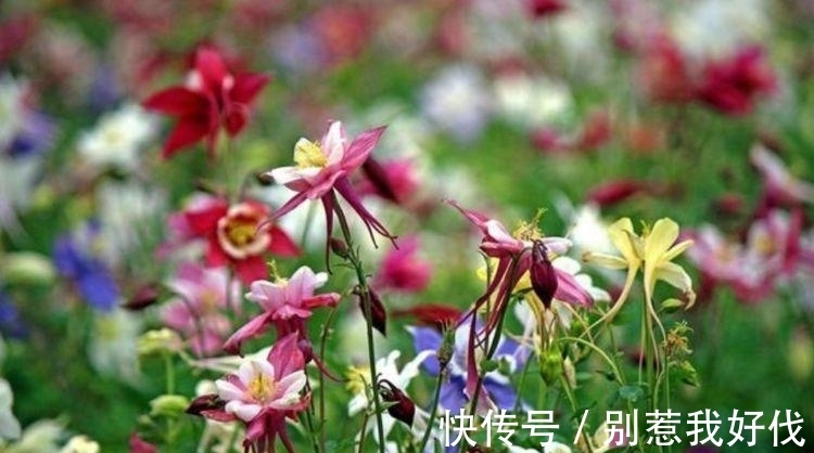 养花就养几种花,旺财又养人,吉祥富贵,红红火火好运来!