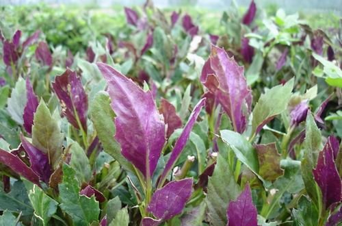  延缓|每天晚上坚持吃3种食物，去除皱纹、延缓衰老，早吃早好！