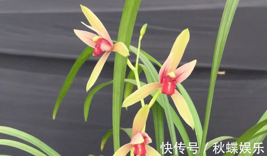 秋天养兰花，遇上“消苞”很郁闷，教你“护苞6招”，放心等花开