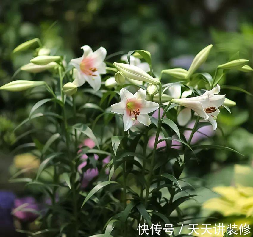 亚白|养花试试这几款，花朵非常漂亮，邻居路过都会夸一次