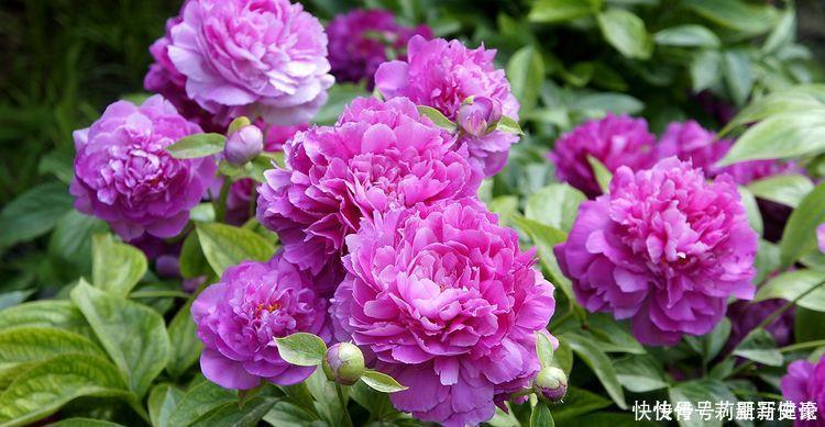 适合懒人养的花,一年开花200天,对待新手很友好四季绚烂