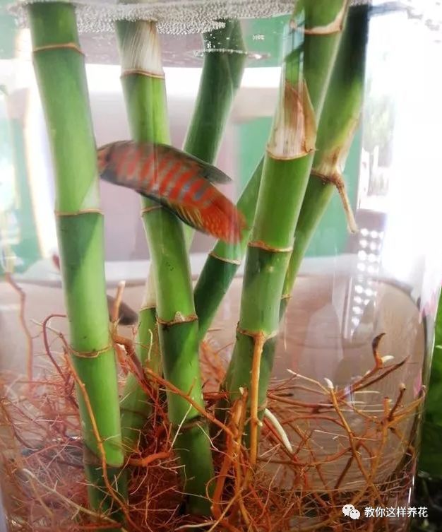 水培虽好,5点不注意,变成蚊子窝,别忽视!