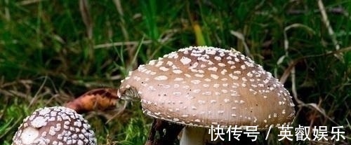 探险|户外探险怎样辨别有毒与无毒蘑菇，九种方法救你一命