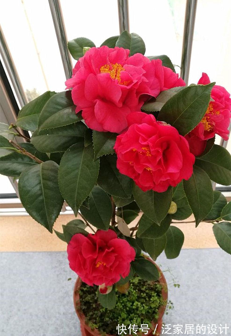 放弃月季吧，此花一开就是小半年，花型大如脸盆，价位很亲民