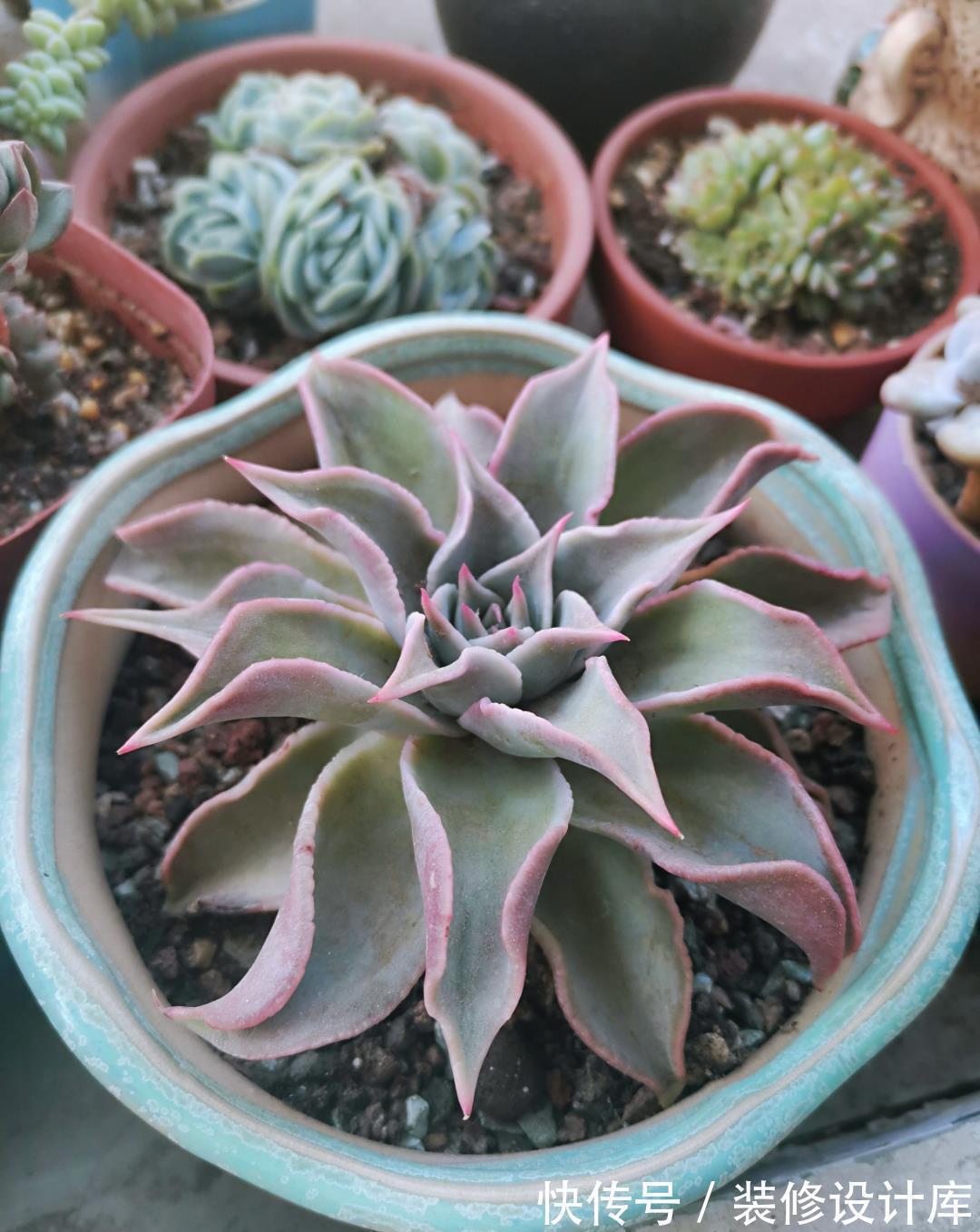 紫乐|这“三多肉”不怕热,三伏天正常“补水施肥”,咕噜冒崽挤满盆