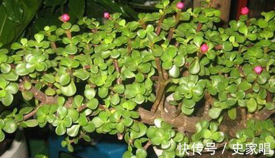 金枝玉叶不会修剪,教你3招小技巧,轻松剪出漂亮盆景