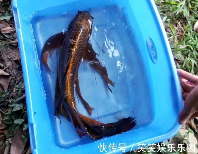 草鱼|怪鱼？安徽钓鱼人解密“新鱼种”，钓友：既不敢吃也不敢要