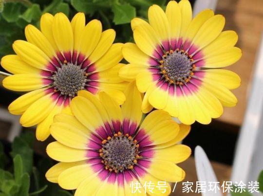 养花|6月29日开始,养花试试这几款,开花清新高雅,开花多又美