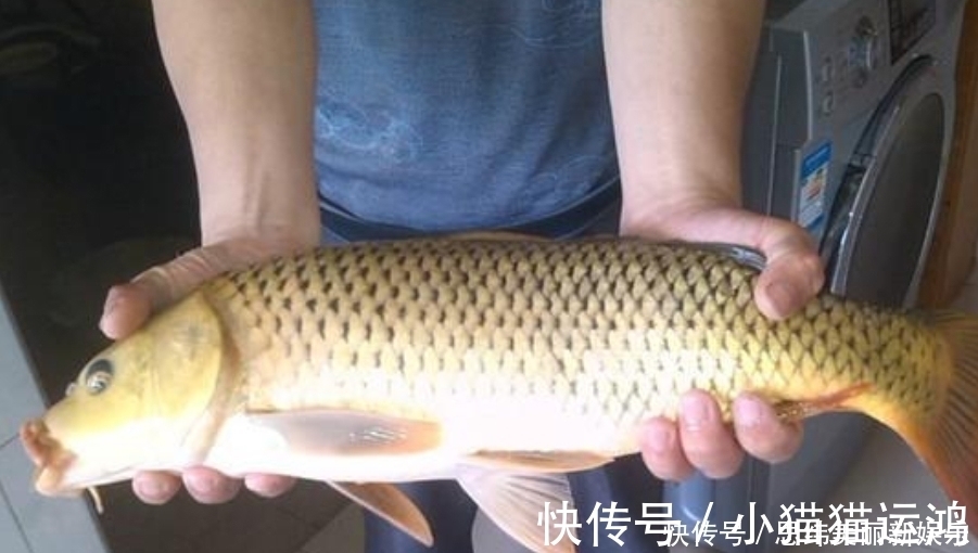 气温|鲤鱼比鲫鱼难钓十几倍?老司机坦言:试试这三大“灵活”就知道了