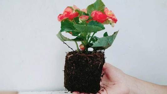 家养丽格海棠,浇水有“妙方”,学会这几招,轻松开满盆