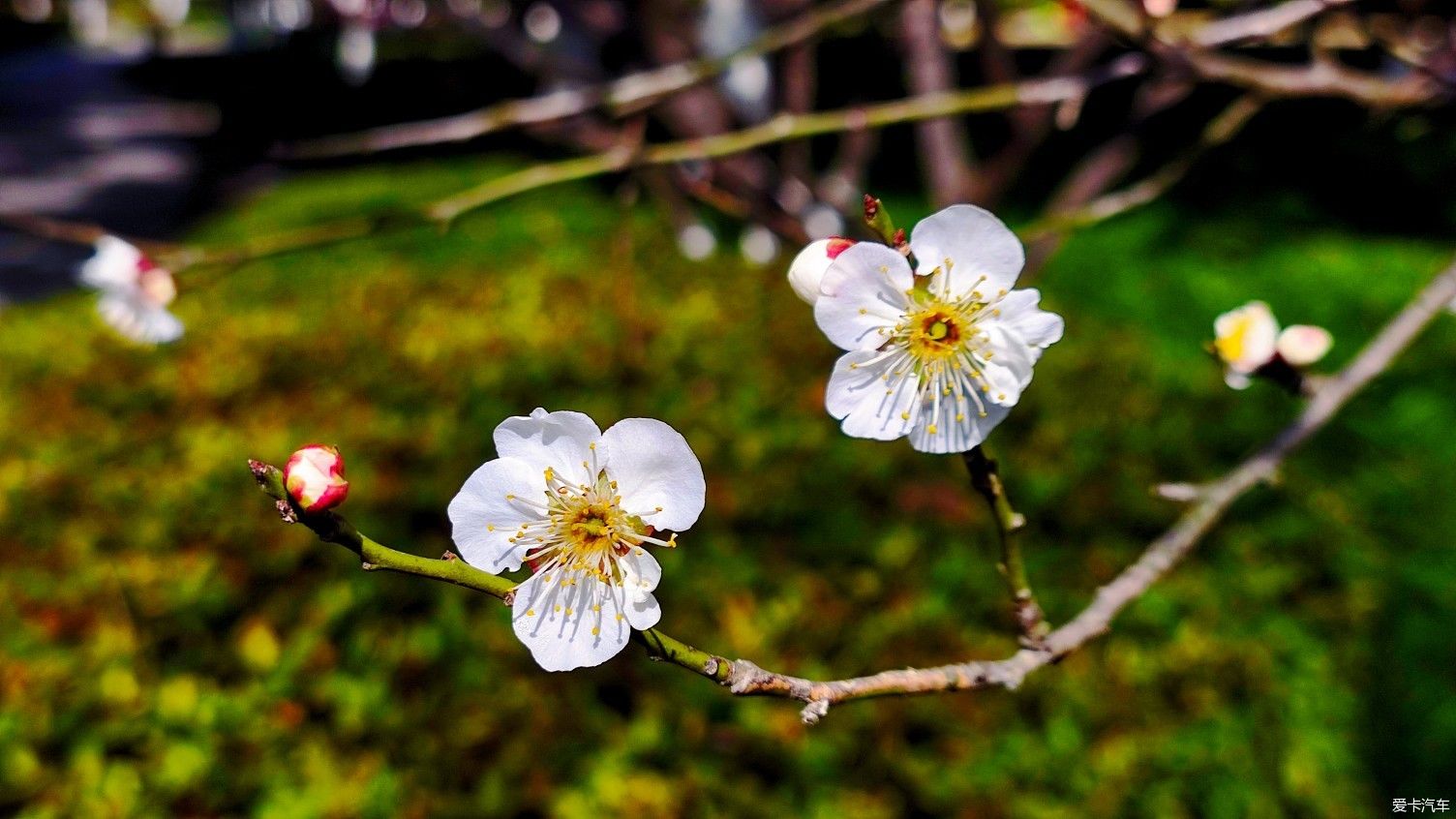 【爱卡踏青季】花枝俏