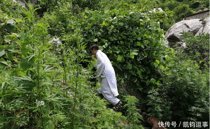 女子终南山隐居:隐逸就是回归自然吗?古人可能并非都如此认为