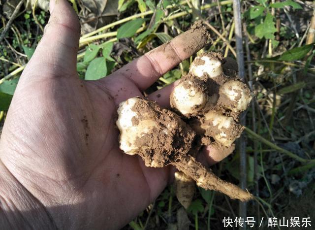 农村孩子常吃的6种野果,茶泡上榜,城里人可能只认识2种