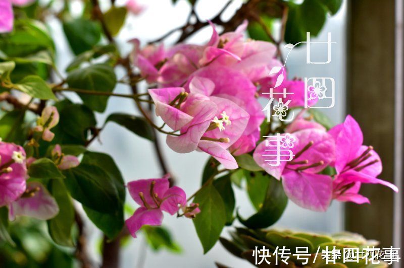 烂根|7种花“怕水”,浇水多死得快,管不住手的话,再有钱也别养