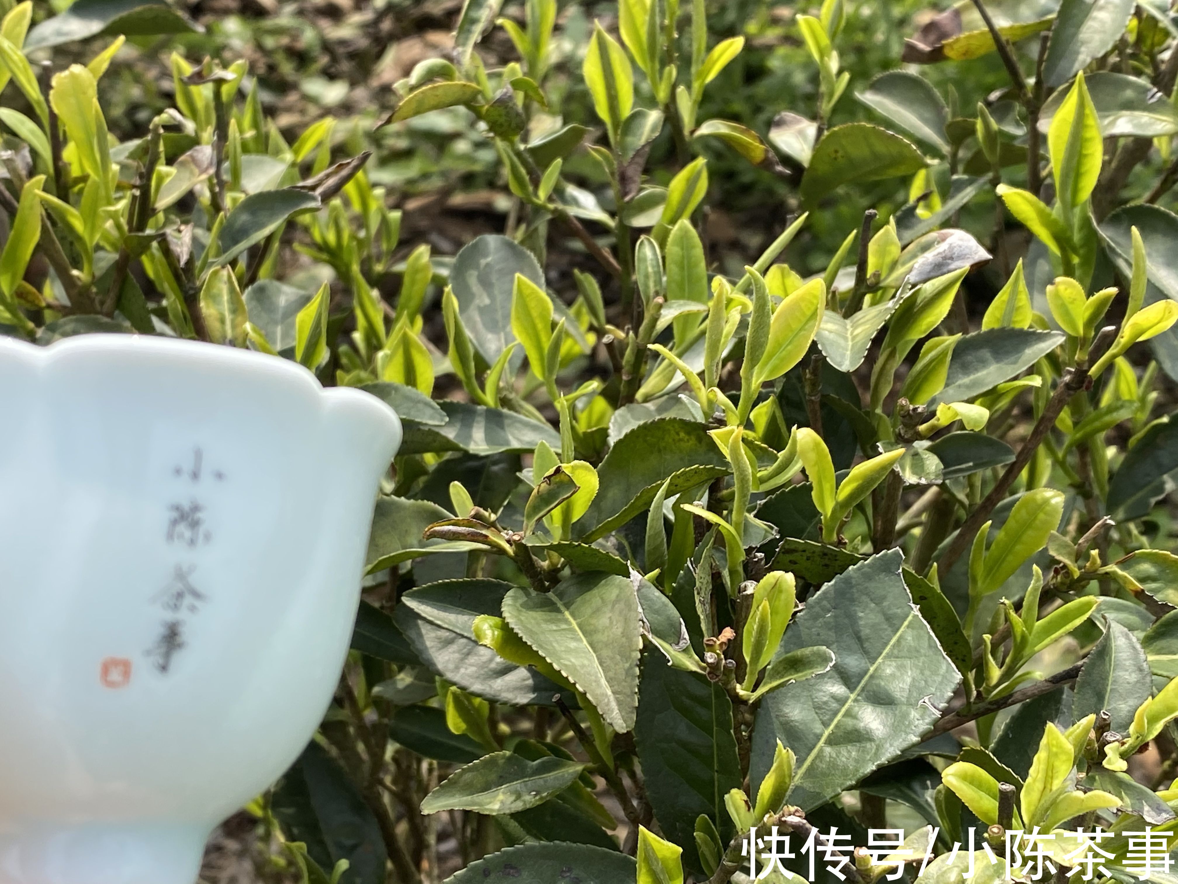 茶叶|白毫银针存冰箱3年，再拿出来会和新茶一样吗？如何存出好白茶？