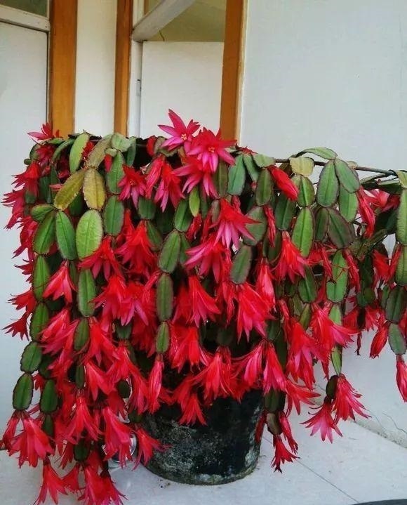 养花|每家都有的3种“钾肥”，给花盆浇一点，养根、又促果