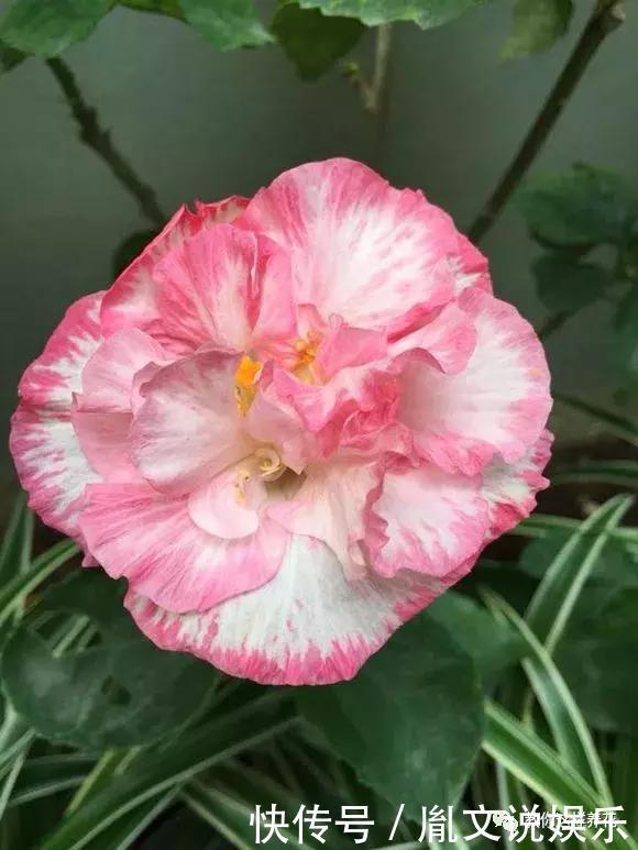 种花|1种花一开就是300多天,好养又漂亮,新手懒人都能养!