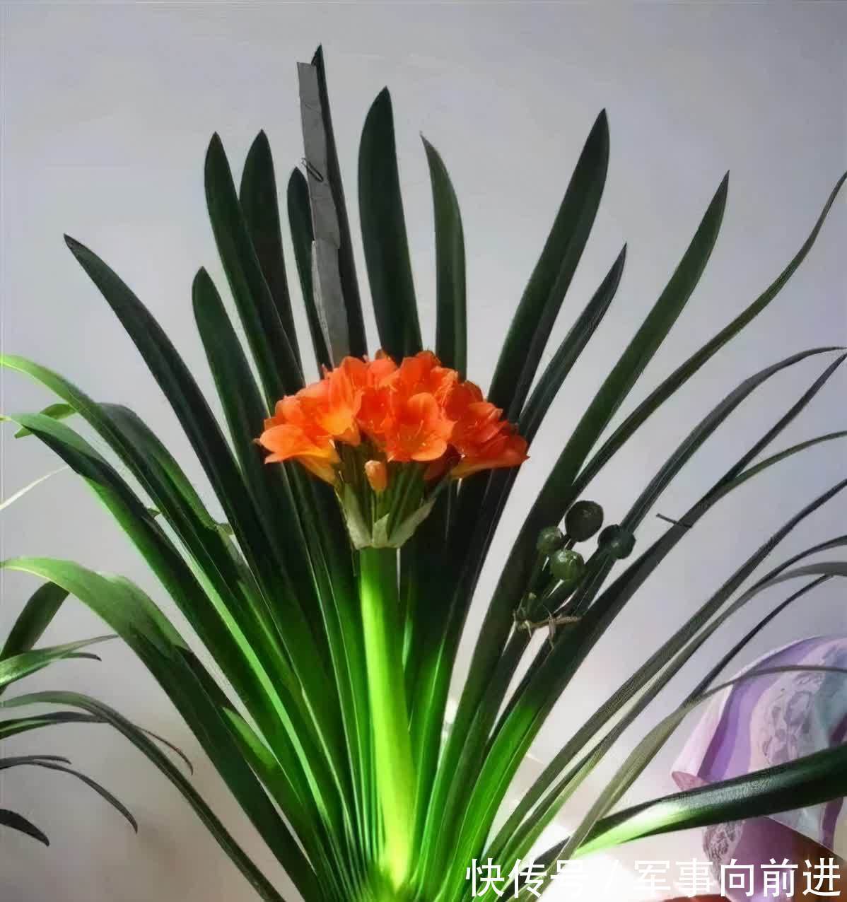 成龄|君子兰冬天要“富养”,2个基础,四个关键,做好就能开大花