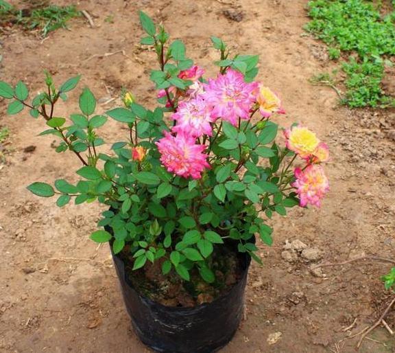 喜欢养花就盆栽月季，此款花期长、易爆盆，一株苗开出多色花