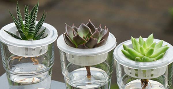 多肉“黑名单”,一定要看一看,去花店别买这些,买了白花钱