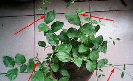 秋季“修枝”很重要，千万不能舍不得，4种方法学会一种就行了