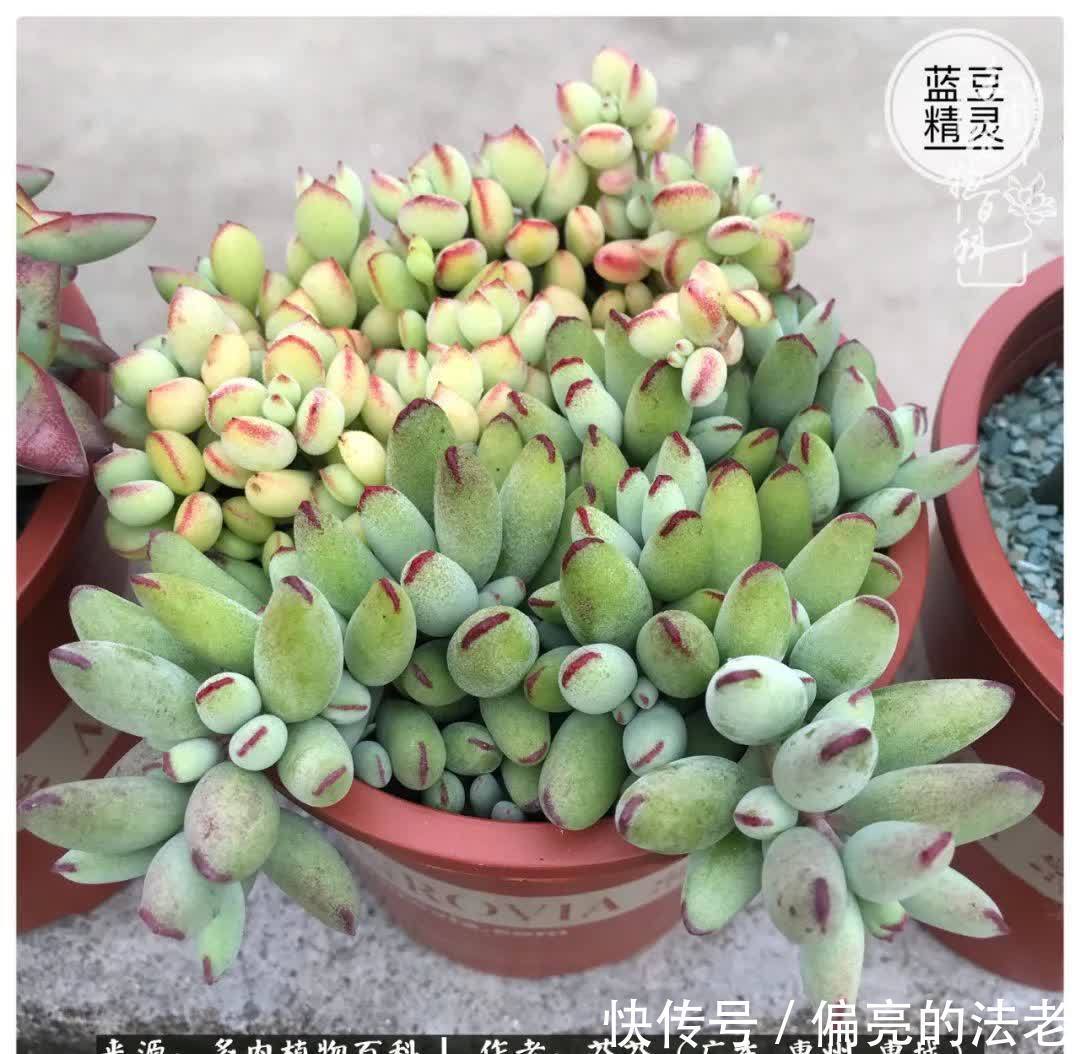 养花|一种爱好就是一种境界,养花养多肉可以培养一个人的心境!