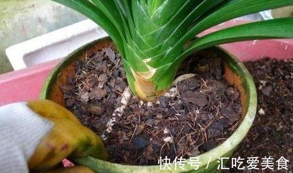 如何判断君子兰需要换盆了,看准这些