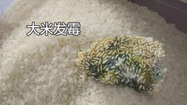 一文讲清：米面生虫了怎么办？还能不能吃？