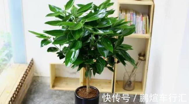 仙人掌|4种霸气侧漏的“丑绿植”,四季油绿寓意好,是家庭盆栽佳品