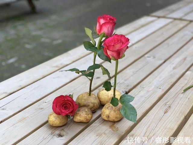 枝条|至今还有人“炒作”土豆扦插月季,实操后发现,土豆长得真不错