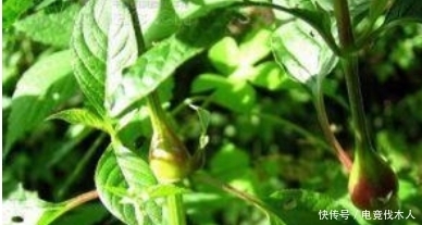 车前草|长得像苋菜,见到别随意除掉,它根似人参,如今很珍贵