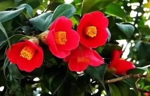 瑞香花|全国56市市花,太美了