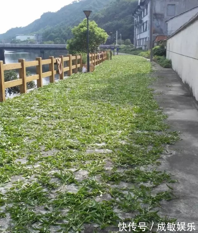 毒鱼|这种野草开红花，花瓣能“酿酒”，嫩叶能“毒鱼”，泡柿子不发涩