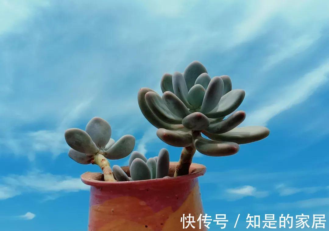 多肉|给花赶紧摘叶子，掐光后别浇水，立马又冒10个芽