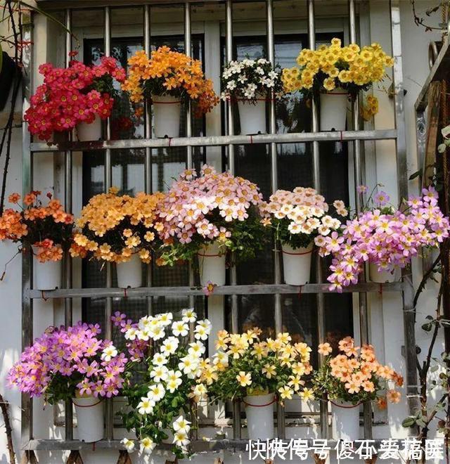 花友评选出6种“良心”好花，价格不高、花朵都是“高颜值”