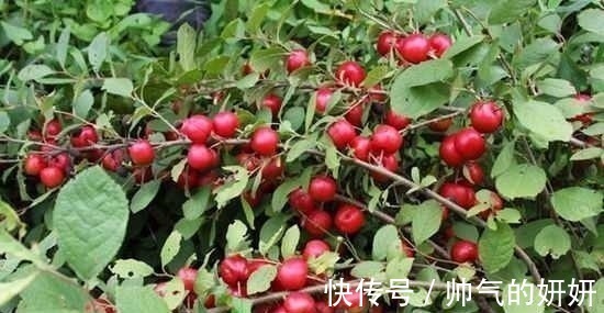 钙果|这种野果甜美多汁让人吃的停不下嘴,被老农称为水果之王实至名归