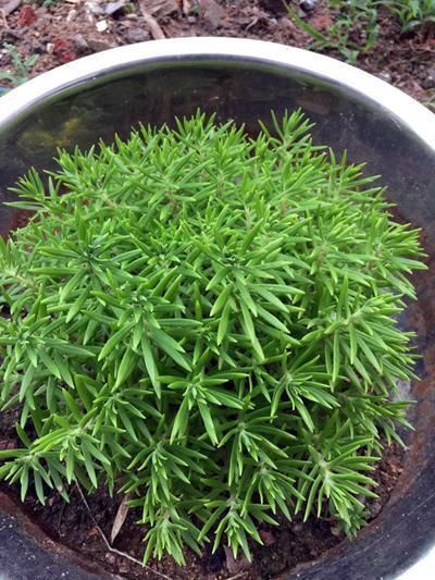 小花|4种小小的多肉居然能养出瀑布效果,怎么做到的?今天就来学一学