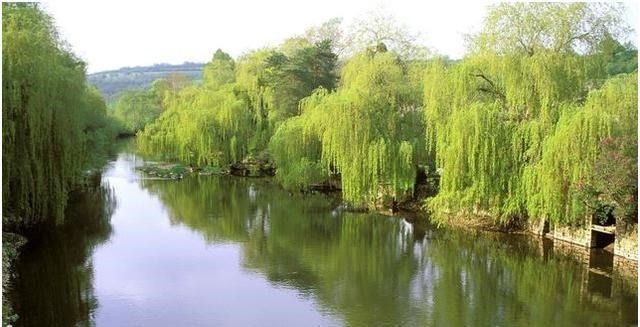 水浒传|鲁智深倒拔垂杨柳,拔的是杨树还是柳树原来古代杨、柳都是柳