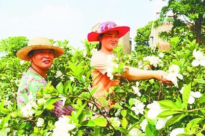 花苞|武汉“栀子花村”想香飘更远成网红